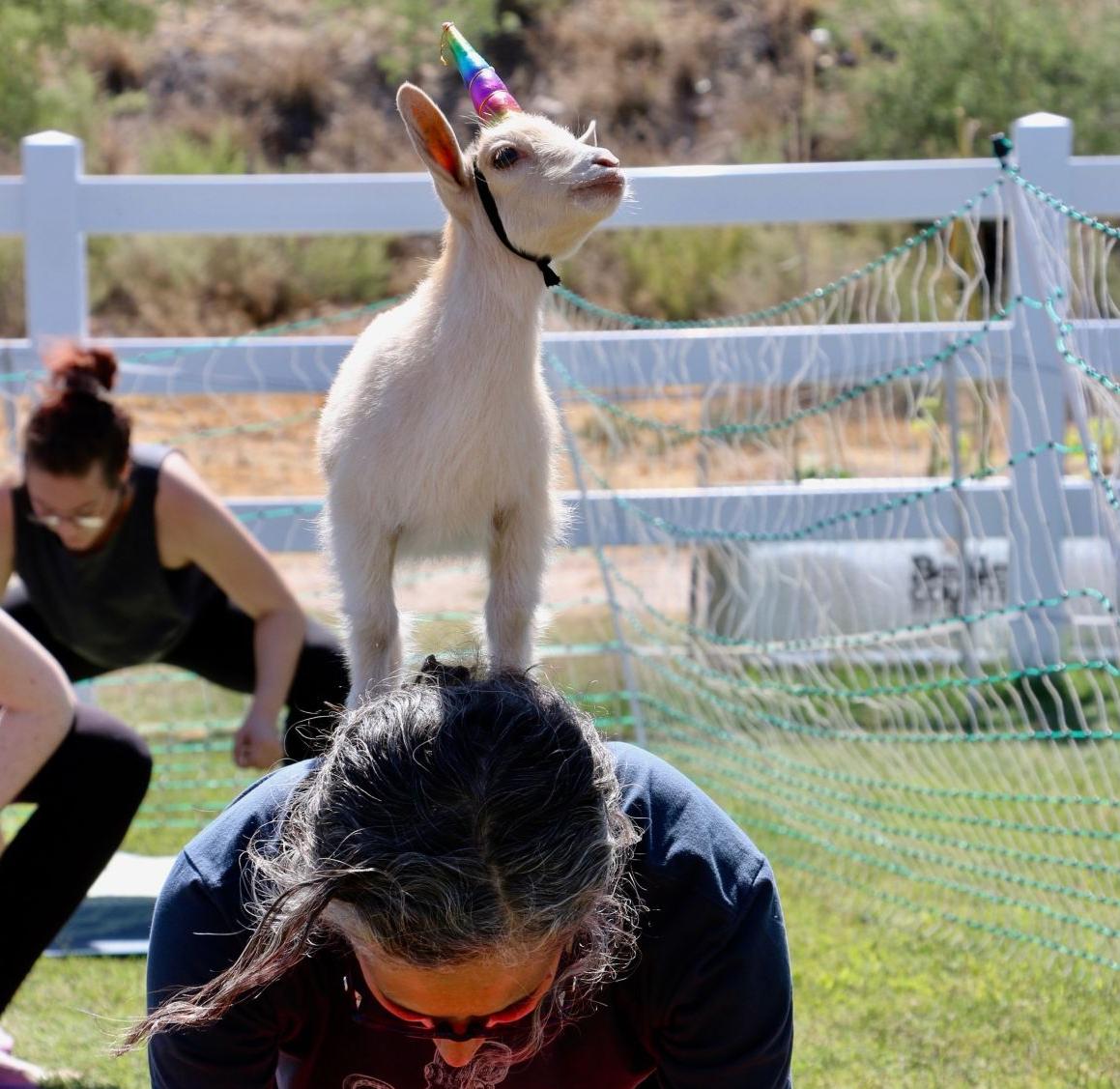Goats of Tucson Yoga (copy)